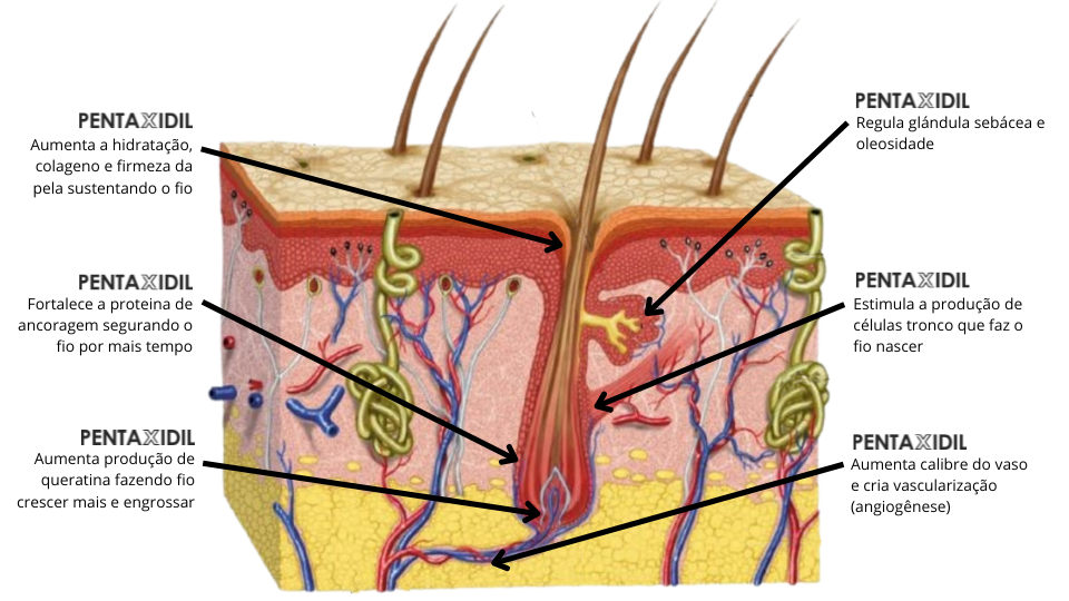 Pentaxidil Parceiria (2)